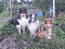 Gårdslöten´s Shetland Sheepdog